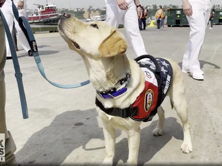 FOX: To protect veterans' mental health, senators and vets push for more access to service dogs